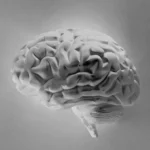 Black-and-white image of a human brain isolated against a soft background, representing neurobiological processes and the role of brain function in biological theories of crime.