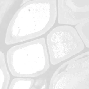 Microscopic image of cells symbolizing complexity and interconnected systems in sociology